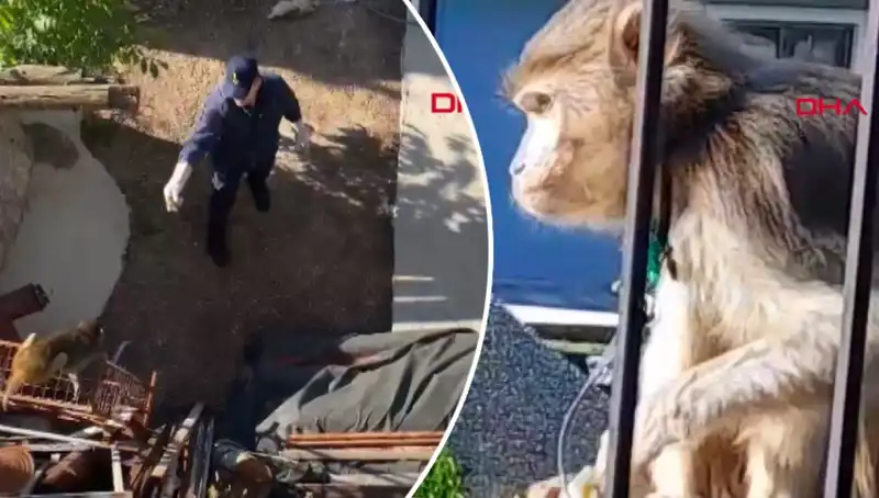 Muğla'da Maymun Kovalamacası: Mahalleli Ne Olacağını Merakla İzledi!