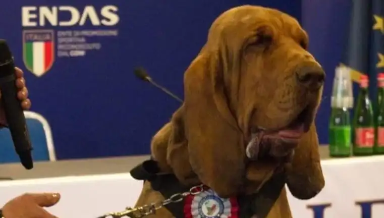 Arama Köpeği İçin Şok Eden Suikast: Çivili Sosisle Hayatına Son Verildi