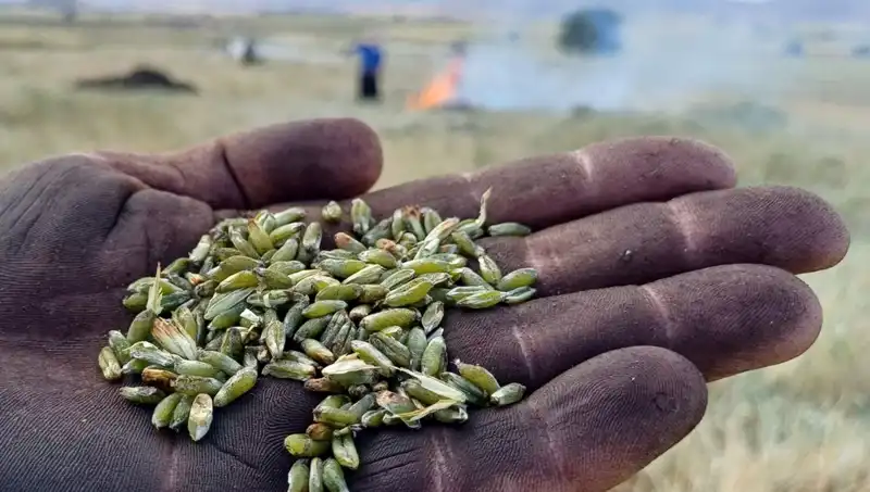 Firik Sezonu Geldi: Sağlıklı ve Lezzetli Alternatiflerle Tanışın