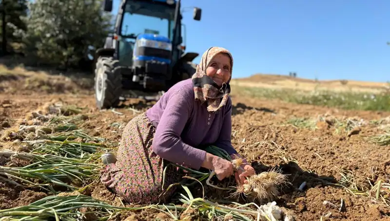 Dünyanın En Yüksek Selenyumlu Ürünü: Tarladan 1200 Lira ile Toplanıyor!