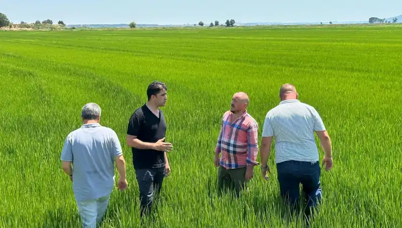 Çeltikte Yeşil Deniz Esti: Rekor Hasat Mı Geliyor?