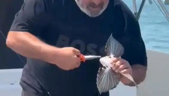 Saros Körfezi’nde Oltaya Takılan Nadir Kırlangıç Balığı Göz Kamaştırdı