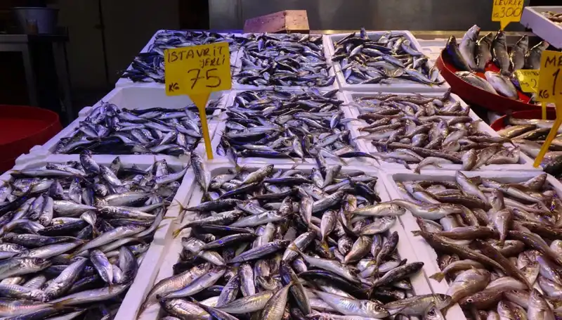 Balık Sezonu Sona Ererken, Balıkçıların Vahşi Çatışması Dikkat Çekiyor!