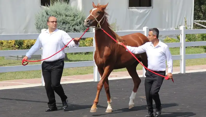 Türkiye'nin Yeni Su Kralı: Rekorlar Dolu "Taşkın Kral" Hikayesi