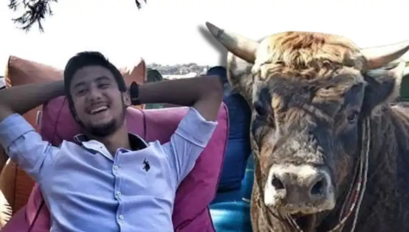 Aydın'da Güreş Boğası Faciası: Hayvan Yetiştiricileri Önlem Almalı mı?