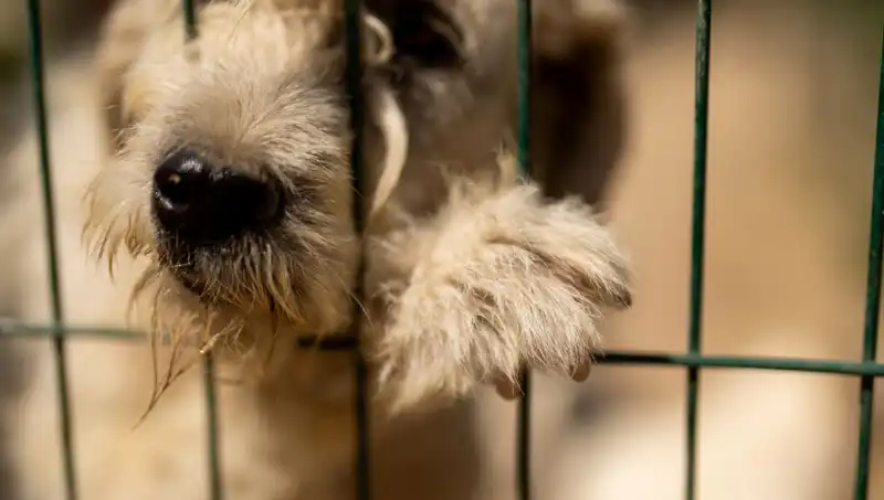 İş Stresinin Gizli Kurbanı: Köpekler Üzerindeki Etkileri