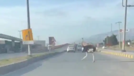 Trafikte Deve Kuşu Görülmesi Sürücülerde Şok Etkisi Yarattı!
