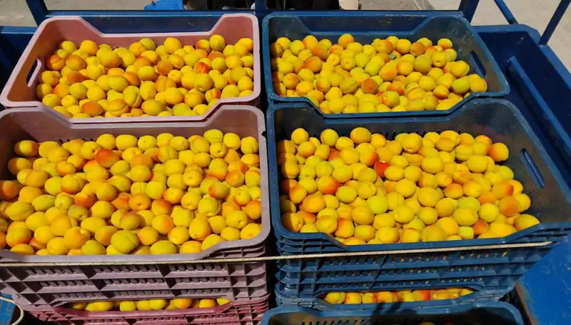 İlk Hasat Gelirleri: Çiftçiler 500 TL'den Alıcı Buldu!