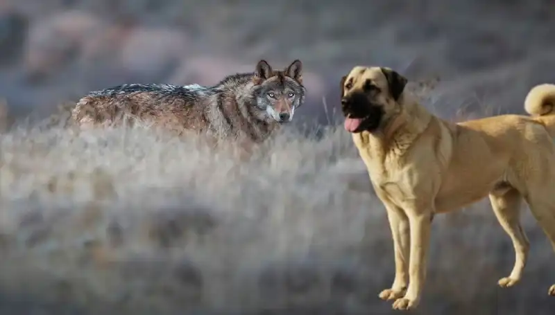 Kurt Popülasyonu Artarken Kangal Köpeğine Olan Talep Patladı!