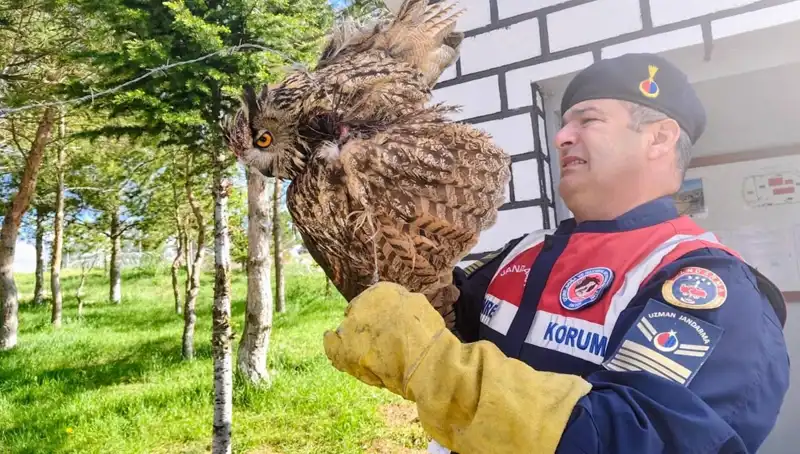 Dikenli Tellere Sarmalanan Puhu: Hayat Mücadelesi ve Tedavi Süreci