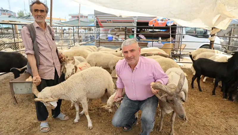 Kurban Pazarının Yıldızı: Dört Boynuzlu Koçlar Alıcıların Gözdesi Oldu