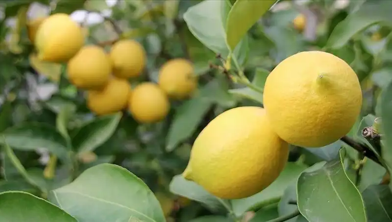 Limonun Fiyatında Şok Artış: Tüketicileri Ne Bekliyor?