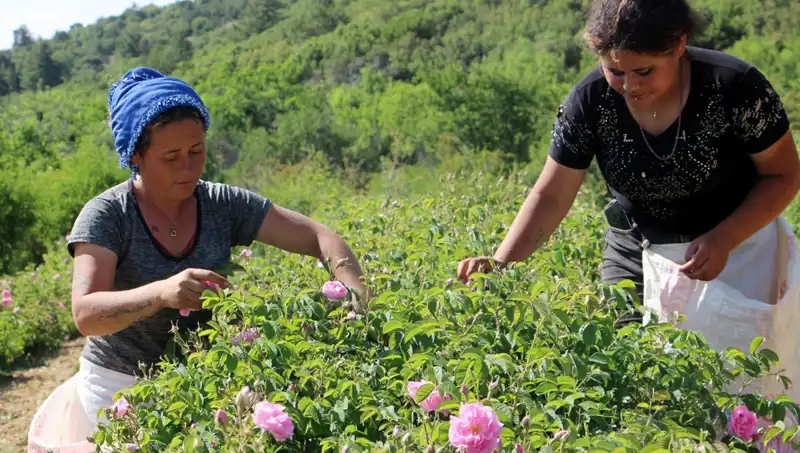 Zirai Don Vurdu: Tarımda Ciddi Verim Kaybı Alarmı!