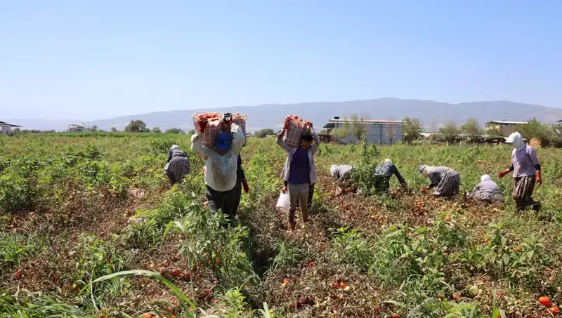 Çöl Sıcaklarında Hayatta Kalma Mücadelesi: Saatte 250 TL ile Geçim Sağlayacak Çalışmalar
