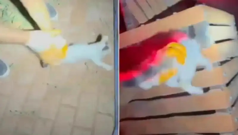 Gece Yarısı İtfaiye Ekibinden Hayvansever Kurtarma Operasyonu