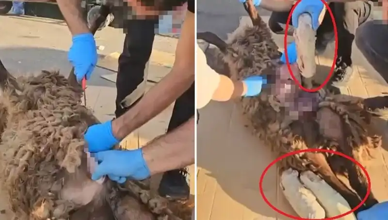 Zehir Tacirlerinin Son Oyunu: Ölü Koyunun Karnında Neler Bulundu?