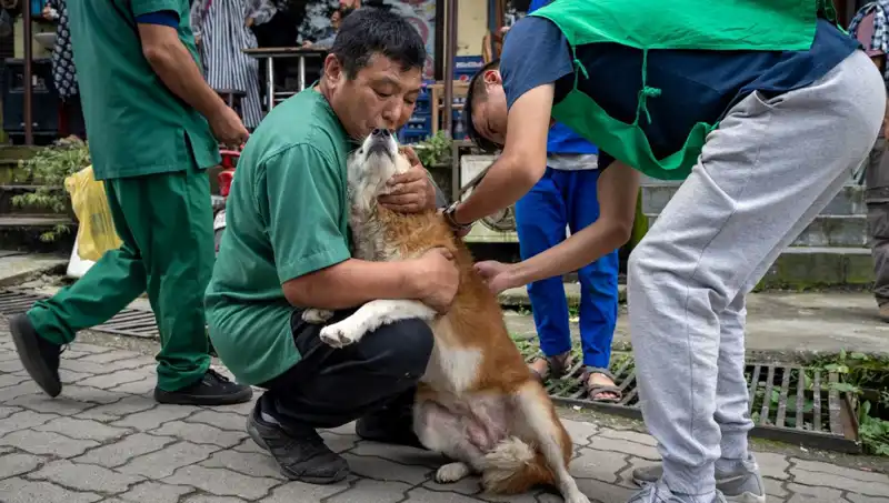 Filipinler'de Kuduz Alarmı: 2024'te Neden 426 Kişi Hayatını Kaybetti?
