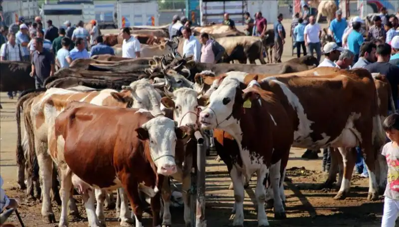 2025 Kurbanlık Fiyatları Açıklandı: Sektör Temsilcilerinin Beklentileri Neler?